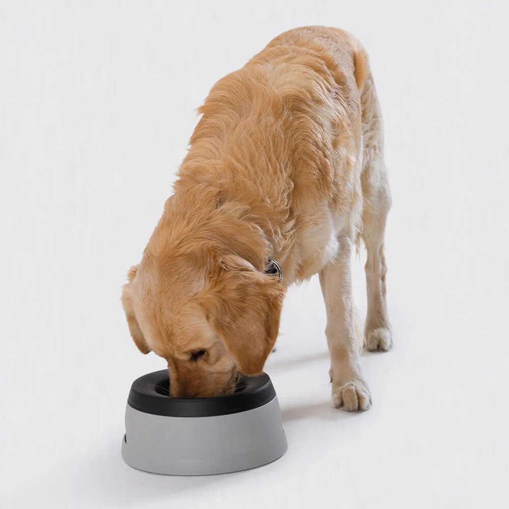 Bol à eau pour chien anti-débordement avec disque flottant pour voyage en voiture - Image 2