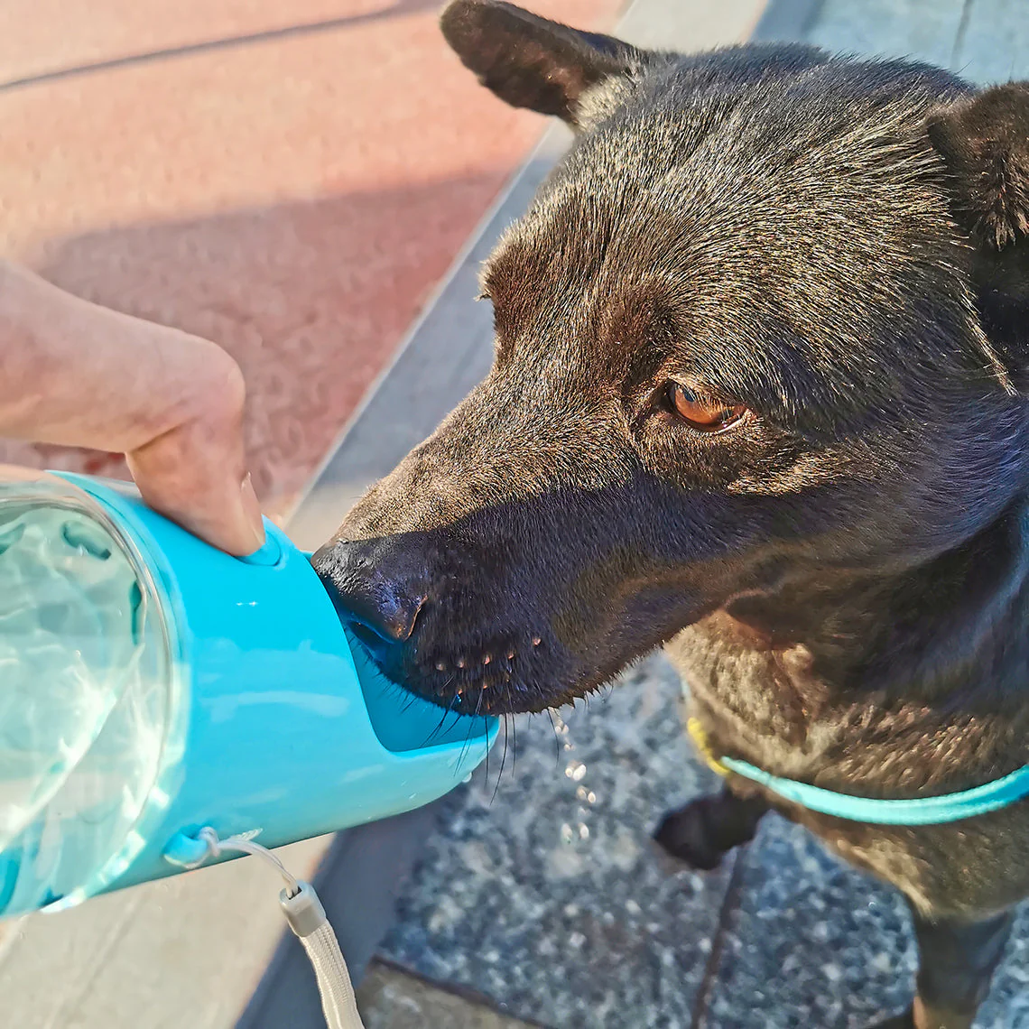Bouteille d'eau portable pour chien - Image 3