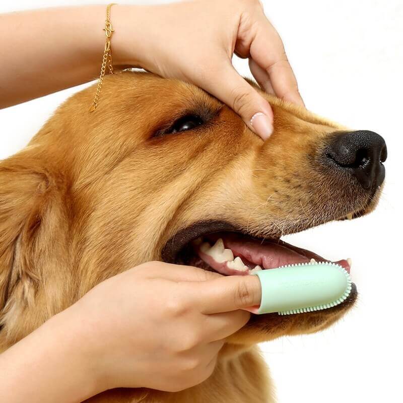 Brosse à dents doigt pour animaux nettoyage dentaire-Exclusif app - Image 10