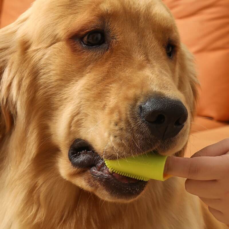 Brosse à dents doigt pour animaux nettoyage dentaire-Exclusif app - Image 11