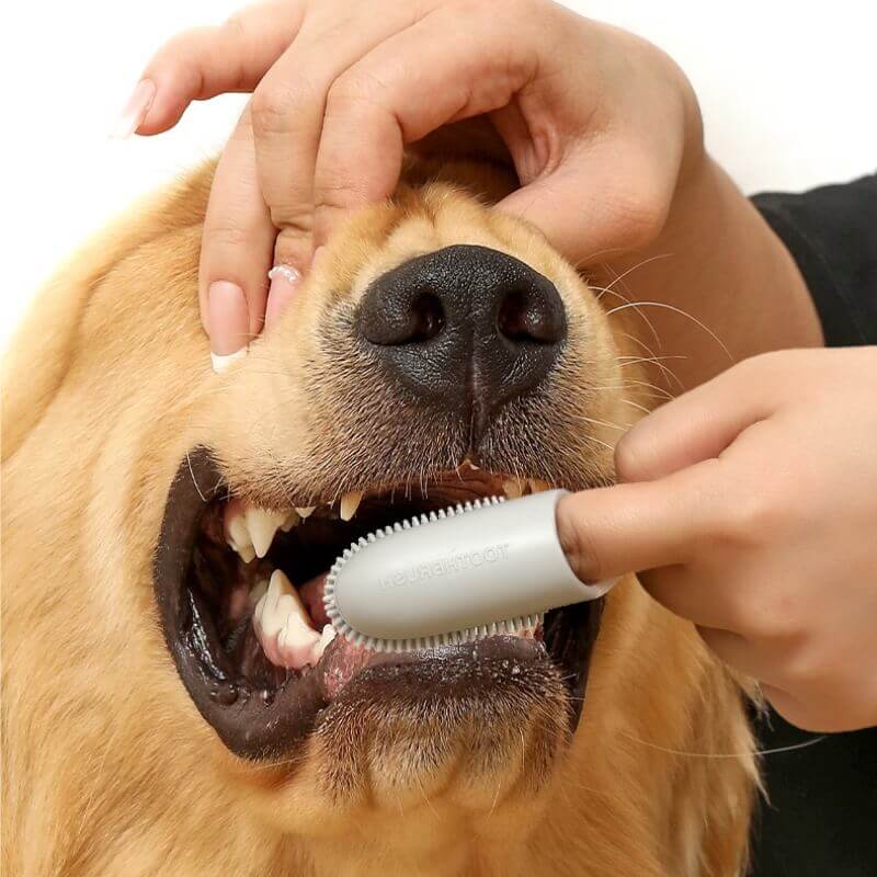 Brosse à dents doigt pour animaux nettoyage dentaire-Exclusif app - Image 3