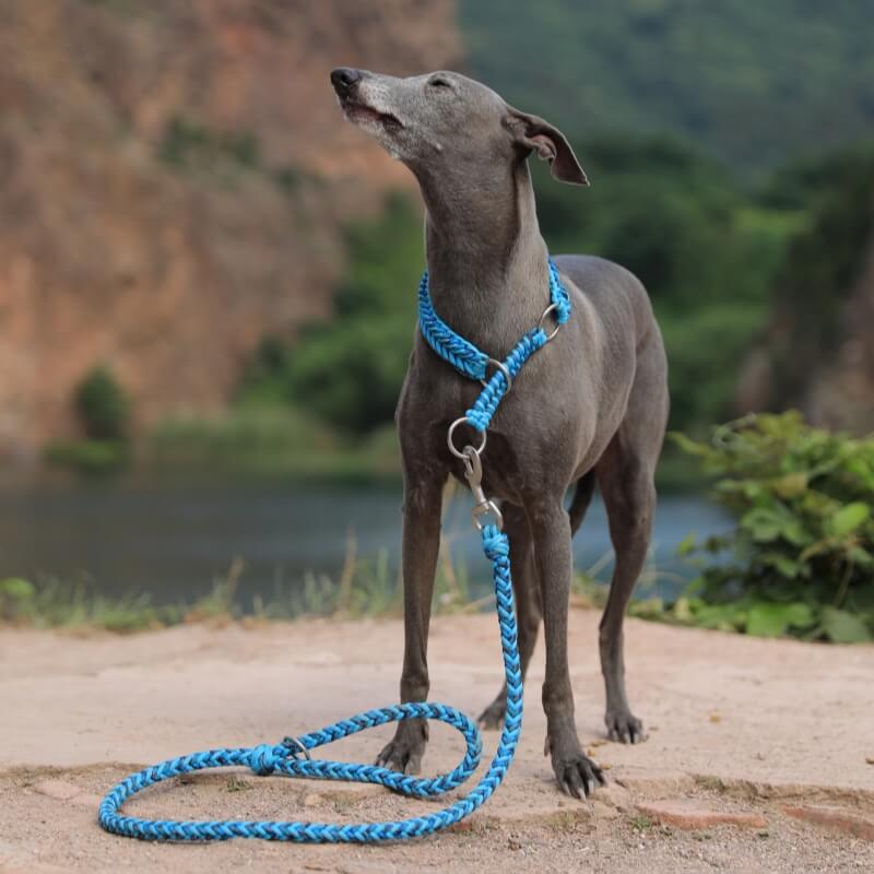 Collier et Laisse Lumineux Grand Chien Faits Main Anti-Traction - Image 4