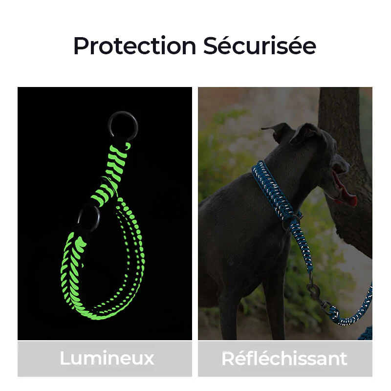 Collier et Laisse Lumineux Grand Chien Faits Main Anti-Traction - Image 7