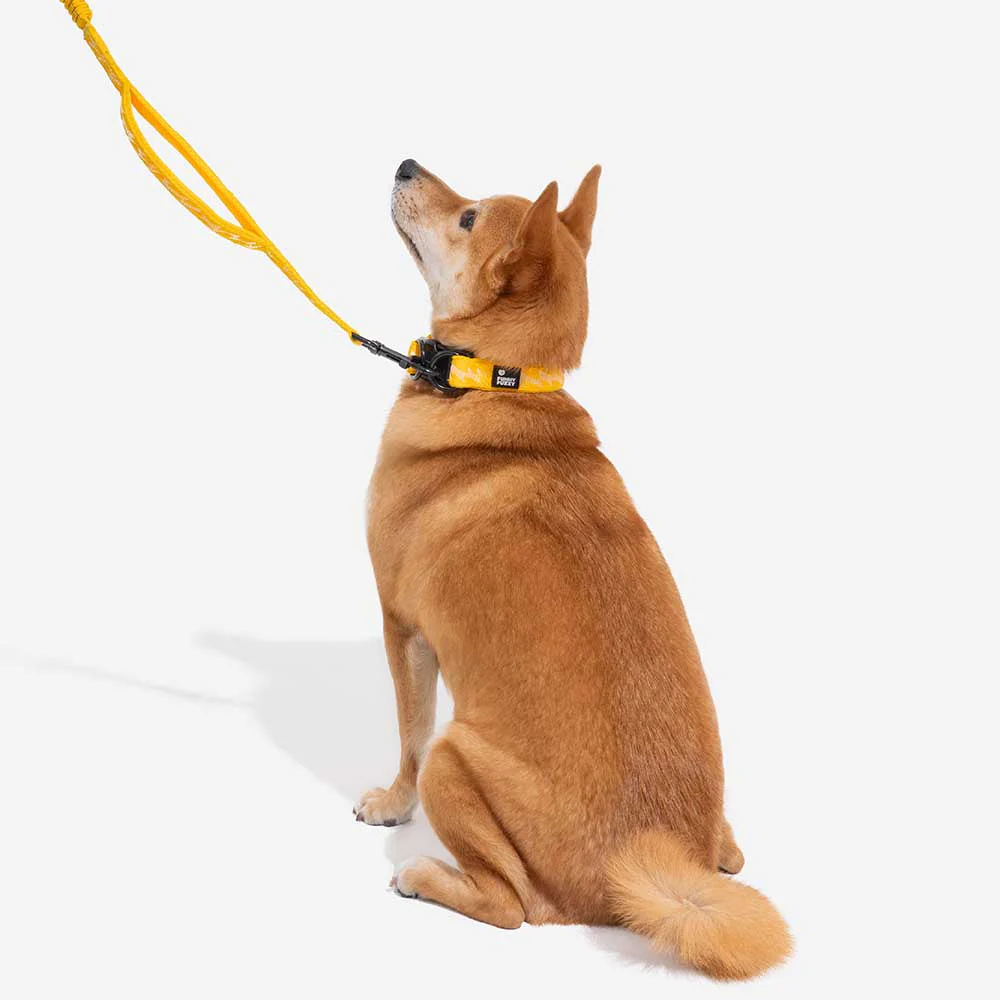 Collier pour chien réglable en nylon durable FUNNYFUZZY - Flexi Walker - Image 11