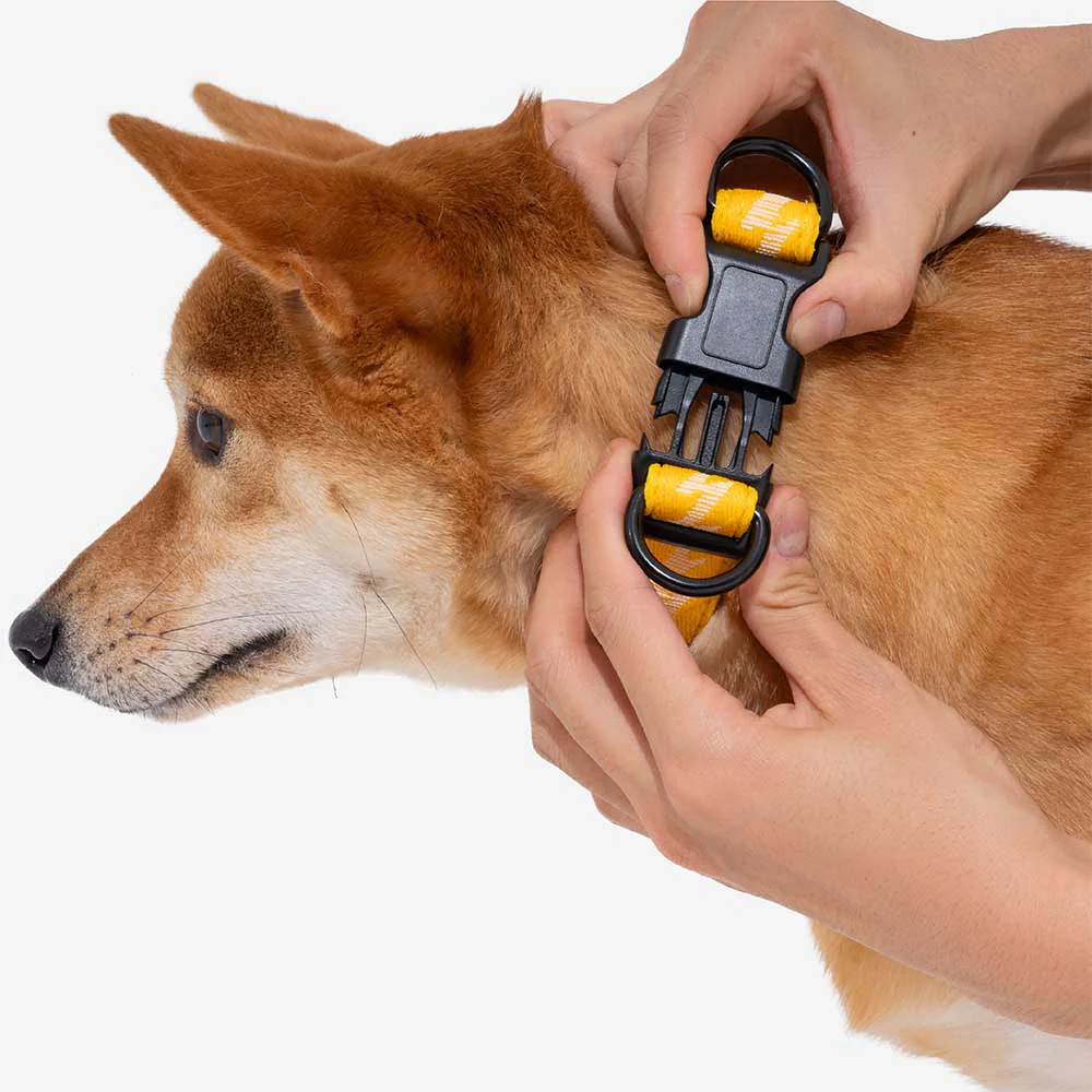 Collier pour chien réglable en nylon durable FUNNYFUZZY - Flexi Walker - Image 12