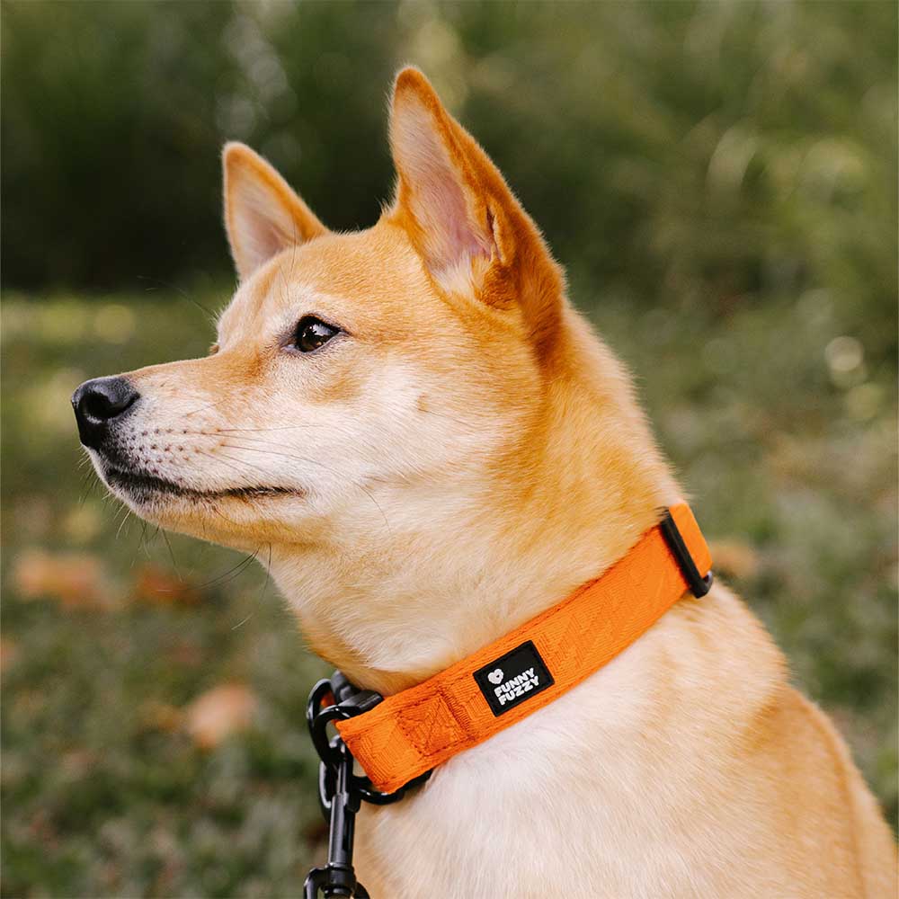 Collier pour chien réglable en nylon durable FUNNYFUZZY - Flexi Walker - Image 3