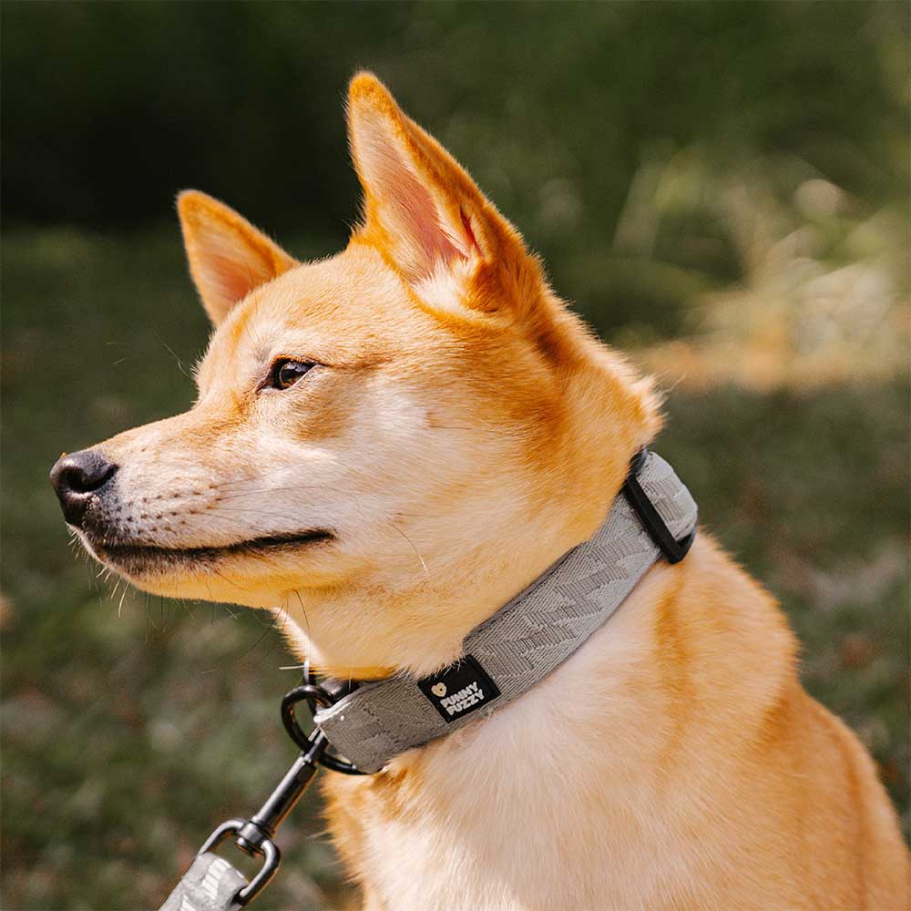 Collier pour chien réglable en nylon durable FUNNYFUZZY - Flexi Walker - Image 4