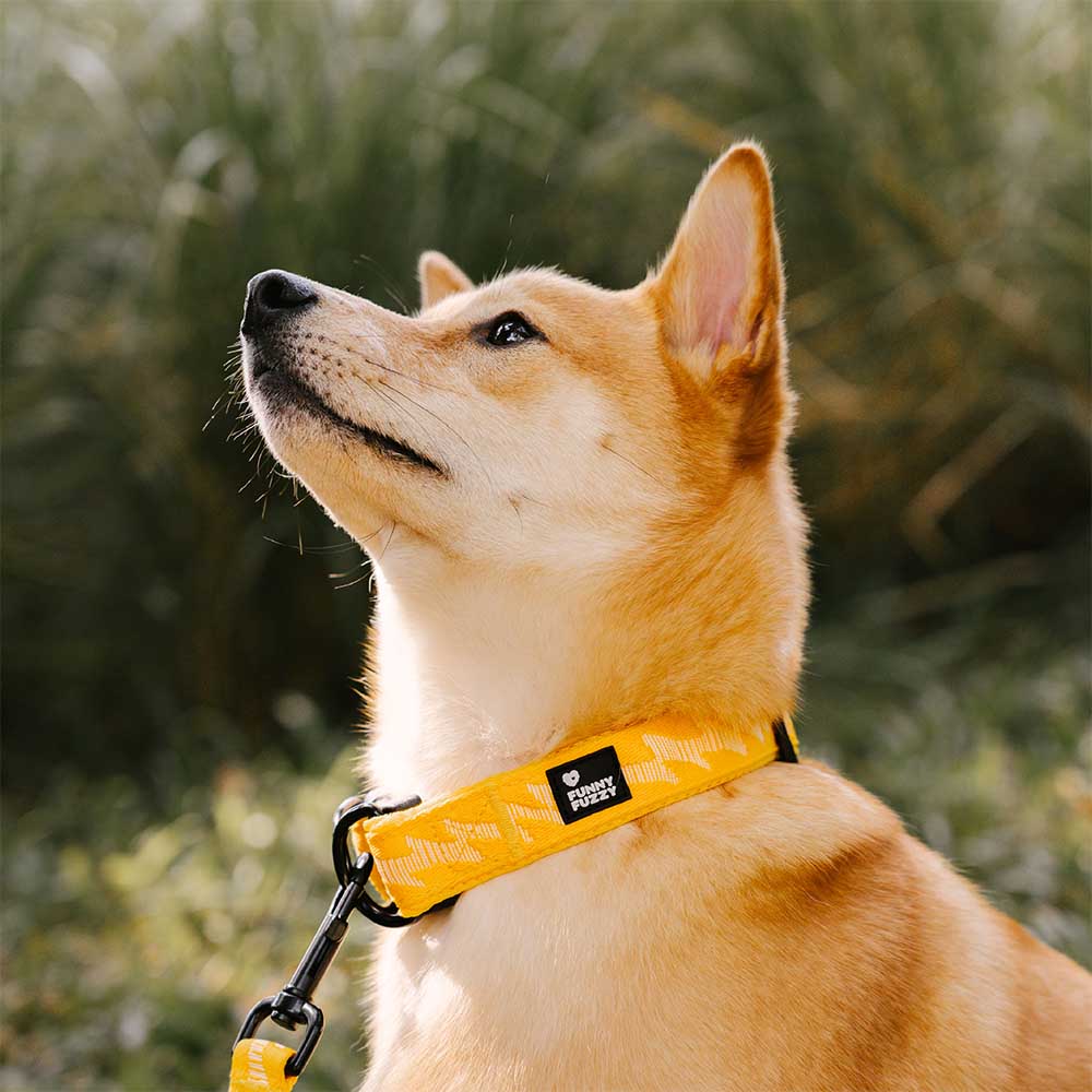 Collier pour chien réglable en nylon durable FUNNYFUZZY - Flexi Walker - Image 6