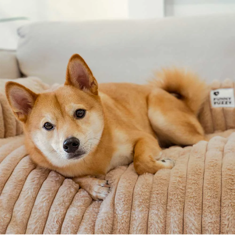 Couverture moelleuse pour canapé et tapis pour chien - Image 12