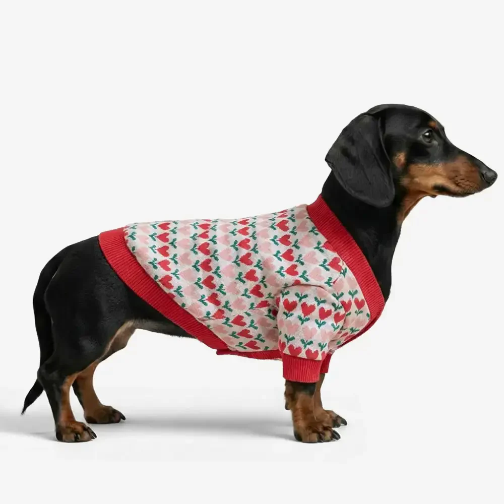 Gilet en laine pour chien avec motif de cœur de Fair Isle pour teckel.