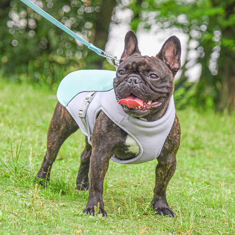 Gilet Respirant Prévention Insolation Gilet Refroidissant Pour Chien Imbibable - Image 11