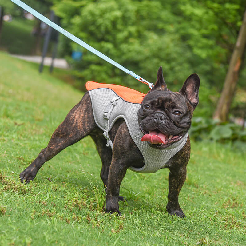 Gilet Respirant Prévention Insolation Gilet Refroidissant Pour Chien Imbibable - Image 12