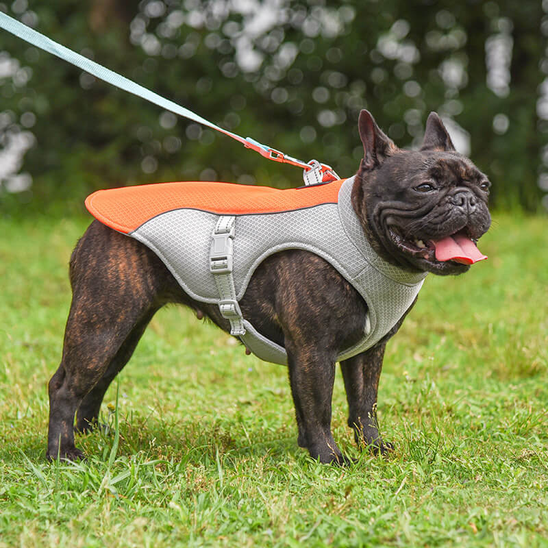 Gilet Respirant Prévention Insolation Gilet Refroidissant Pour Chien Imbibable - Image 13