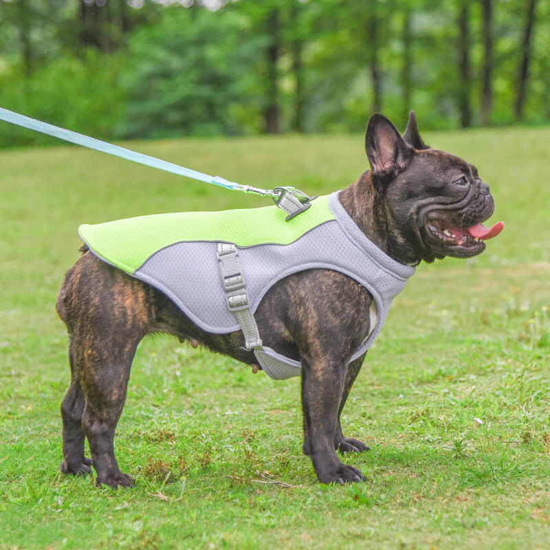 Gilet Respirant Prévention Insolation Gilet Refroidissant Pour Chien Imbibable - Image 15