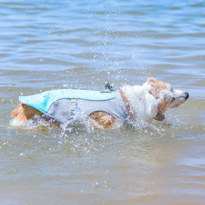 Gilet Respirant Prévention Insolation Gilet Refroidissant Pour Chien Imbibable - Image 4