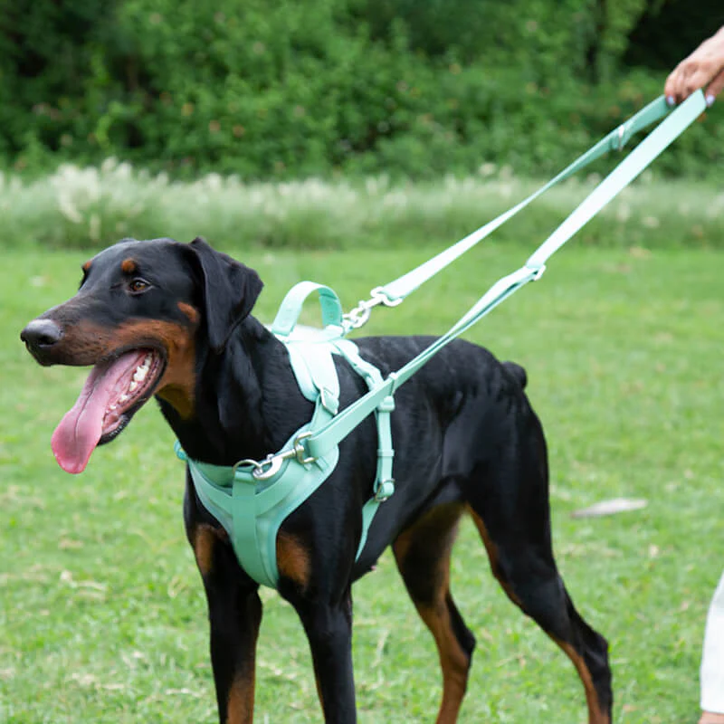 Harnais pour Chien - Gummy - Image 10