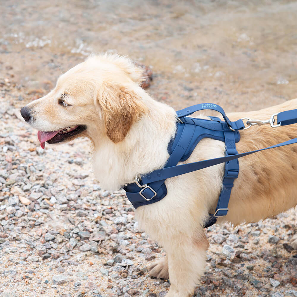Harnais pour Chien - Gummy - Image 5
