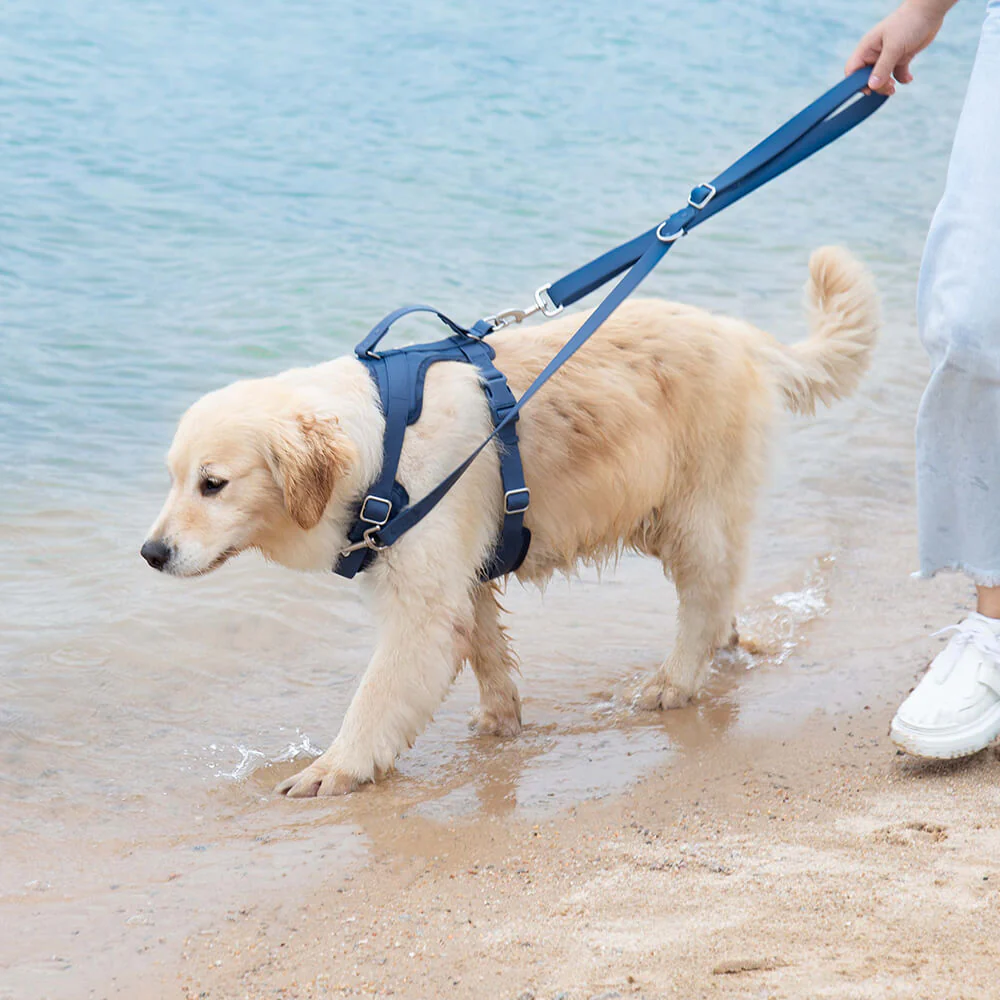 Harnais pour Chien - Gummy - Image 6
