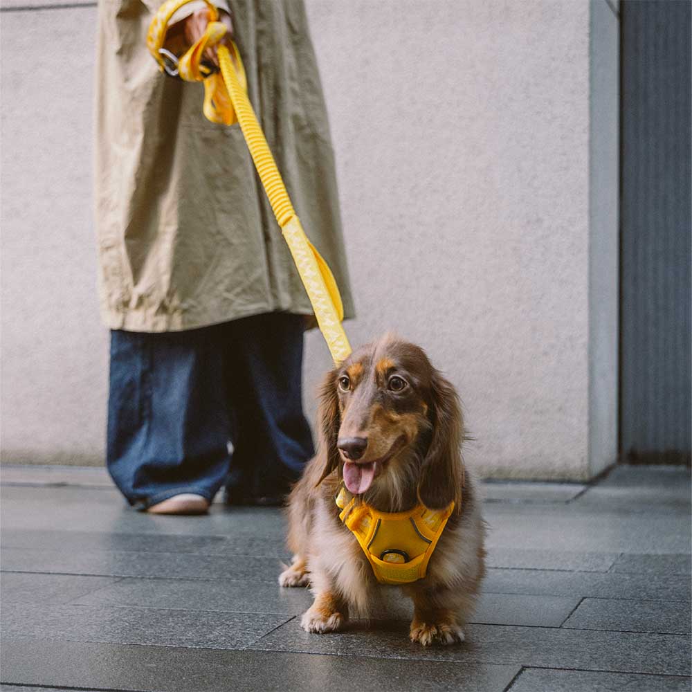 Harnais réfléchissant réglable pour chien FUNNYFUZZY - Flexi Walker - Image 11