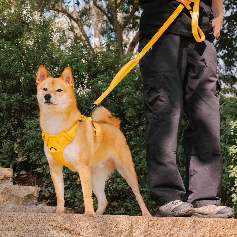 Harnais réfléchissant réglable pour chien FUNNYFUZZY - Flexi Walker - Image 19