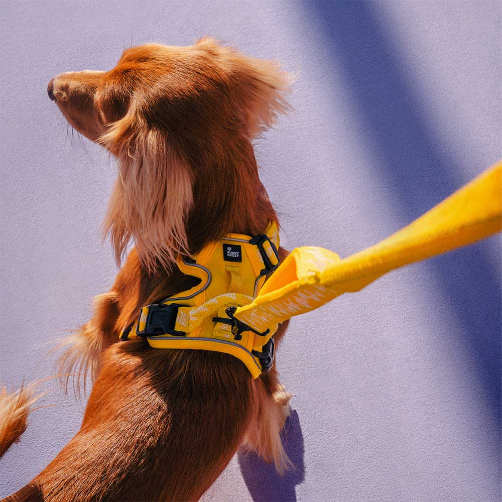 Harnais réfléchissant réglable pour chien FUNNYFUZZY - Flexi Walker - Image 7