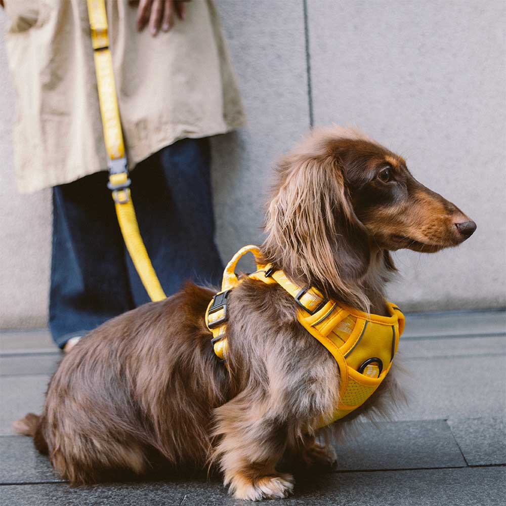 Harnais réfléchissant réglable pour chien FUNNYFUZZY - Flexi Walker - Image 9