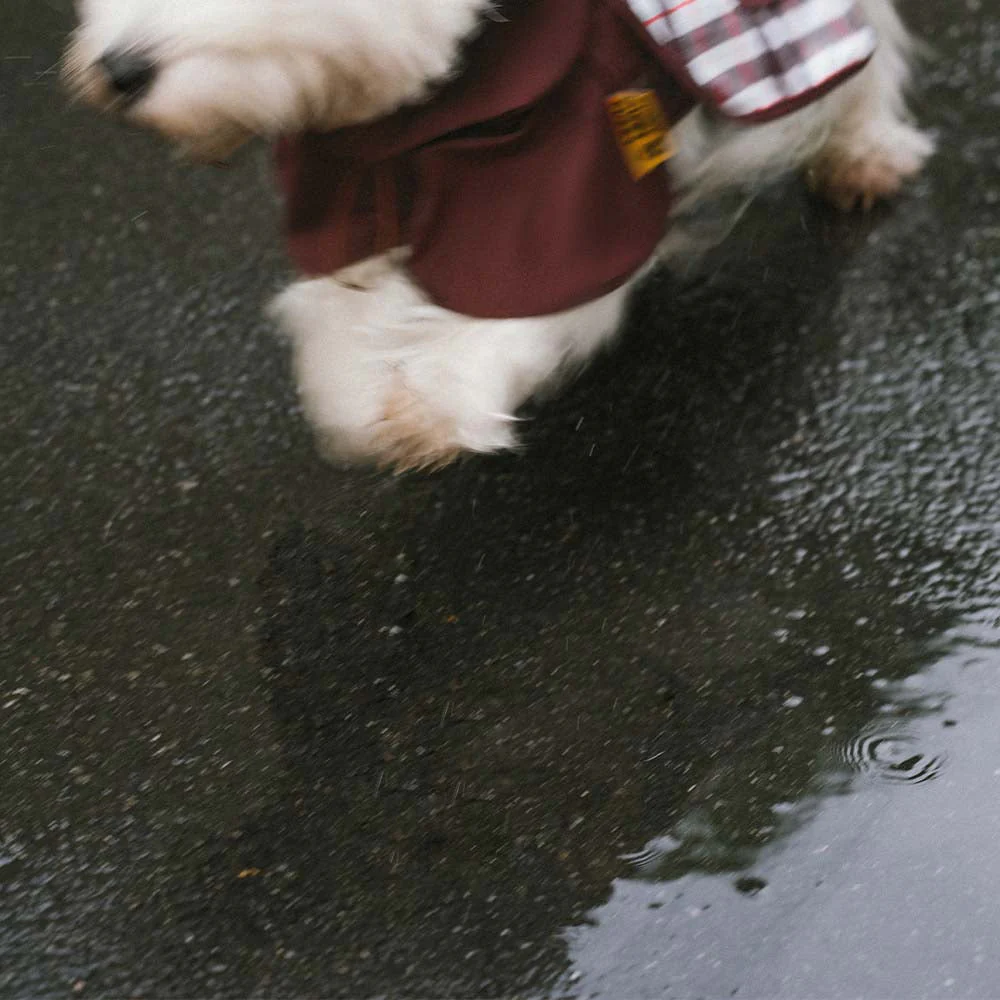 Imperméable ajustable pour chien à carreaux vintage protection contre les intempéries - Image 12