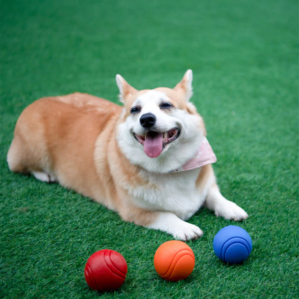 Jouet balle élastique flottante pour chien avec couineur-Exclusif app - Image 2