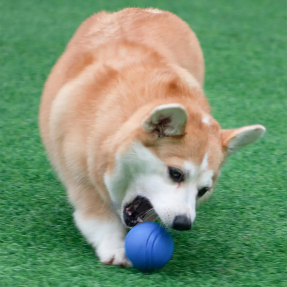 Jouet balle élastique flottante pour chien avec couineur-Exclusif app - Image 5