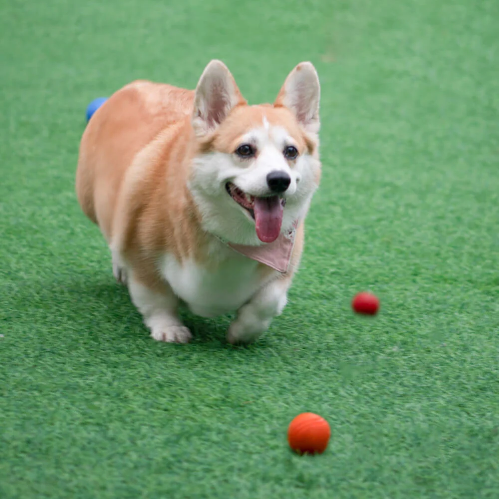 Jouet balle élastique flottante pour chien avec couineur-Exclusif app - Image 6
