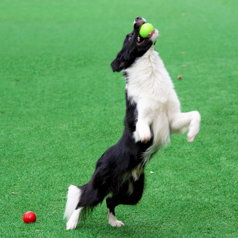 Jouet balle élastique flottante pour chien avec couineur-Exclusif app - Image 7