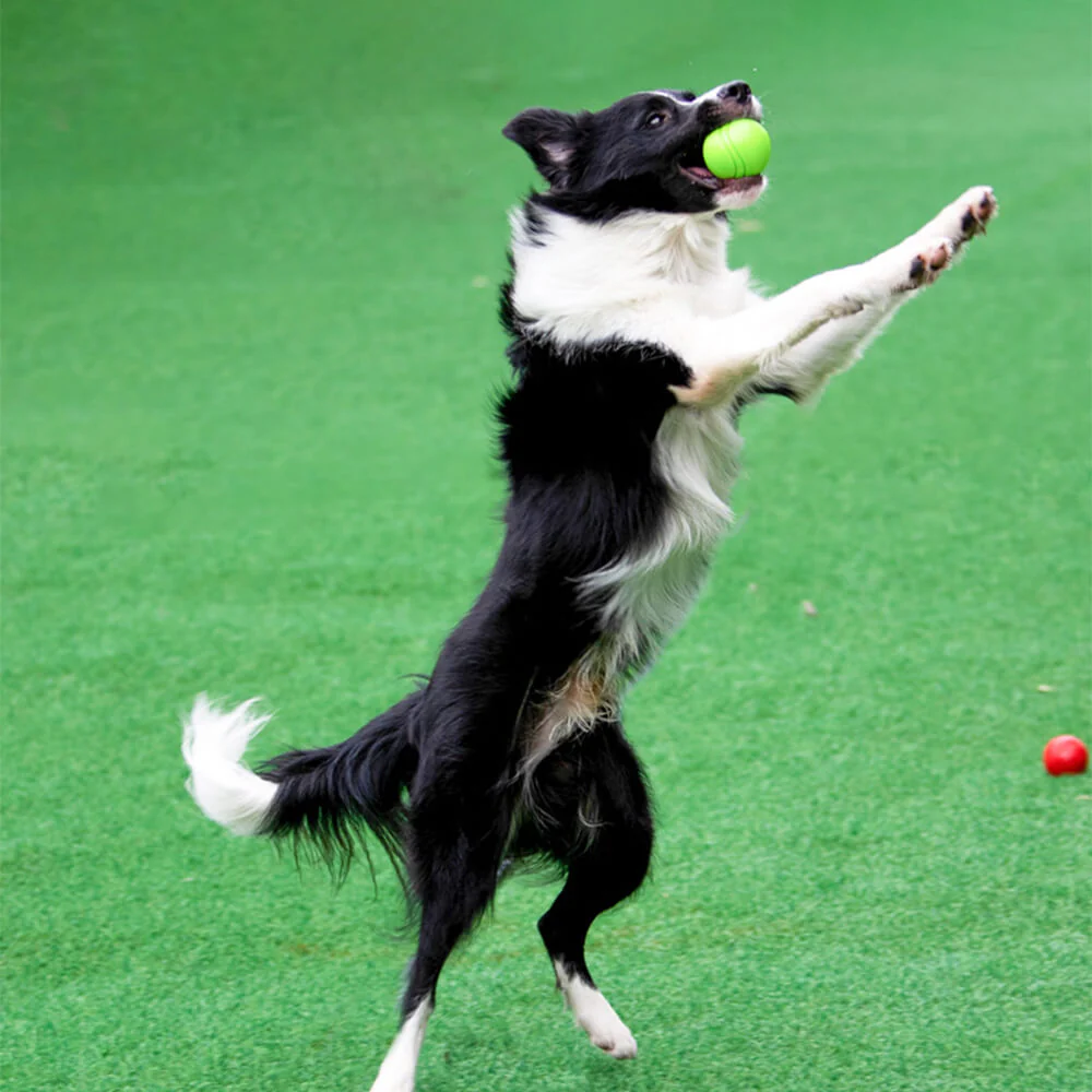 Jouet balle élastique flottante pour chien avec couineur-Exclusif app - Image 8