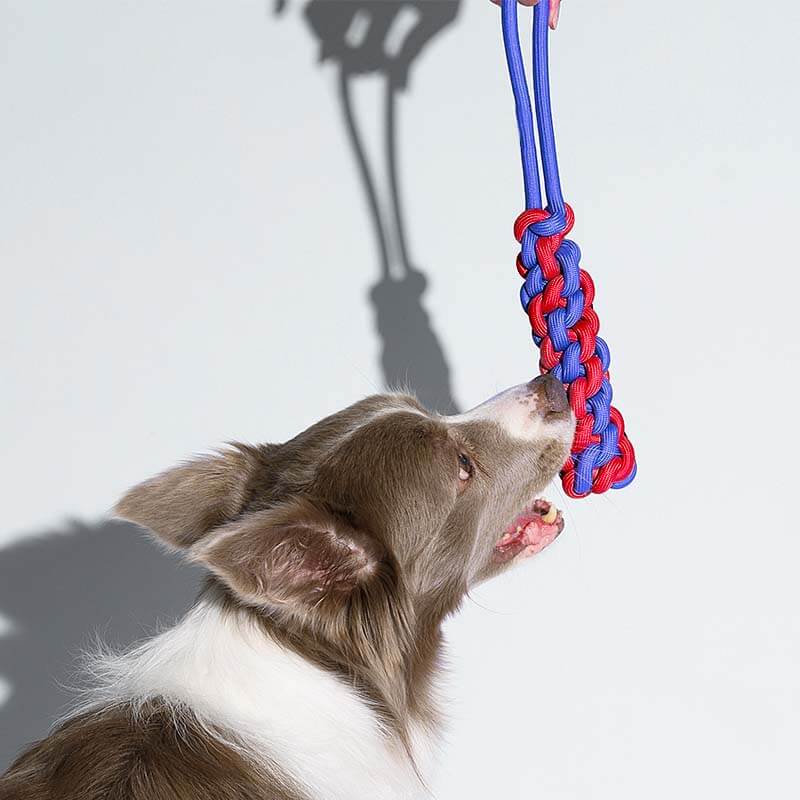 Jouet bâton en corde tressée pour chien - Image 5