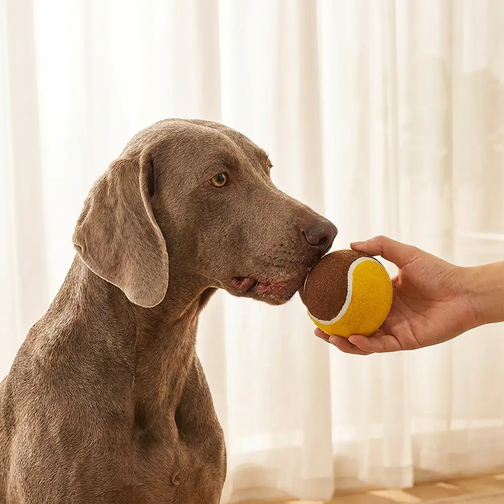 Jouet interactif en forme de balle de tennis pour chien - Image 3