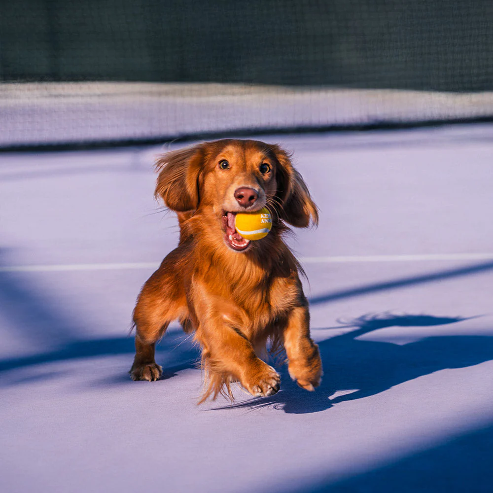 Jouet pour chien balle de tennis FUNNYFUZZY avec couineur et effet rebond - Image 2