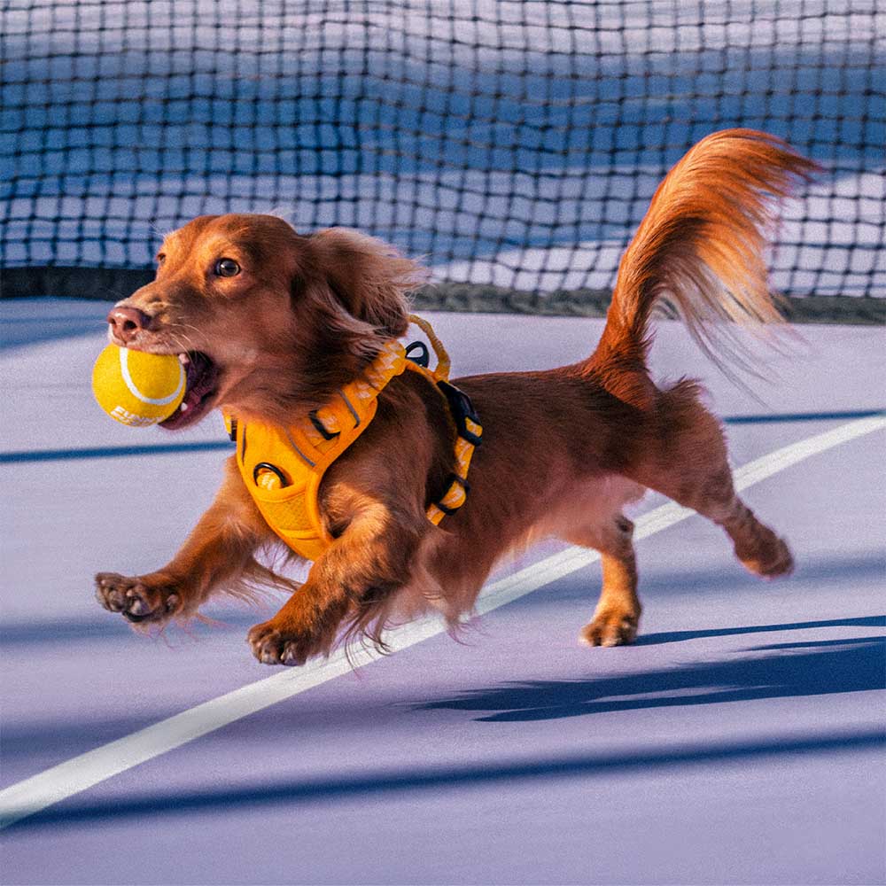 Jouet pour chien balle de tennis FUNNYFUZZY avec couineur et effet rebond - Image 4
