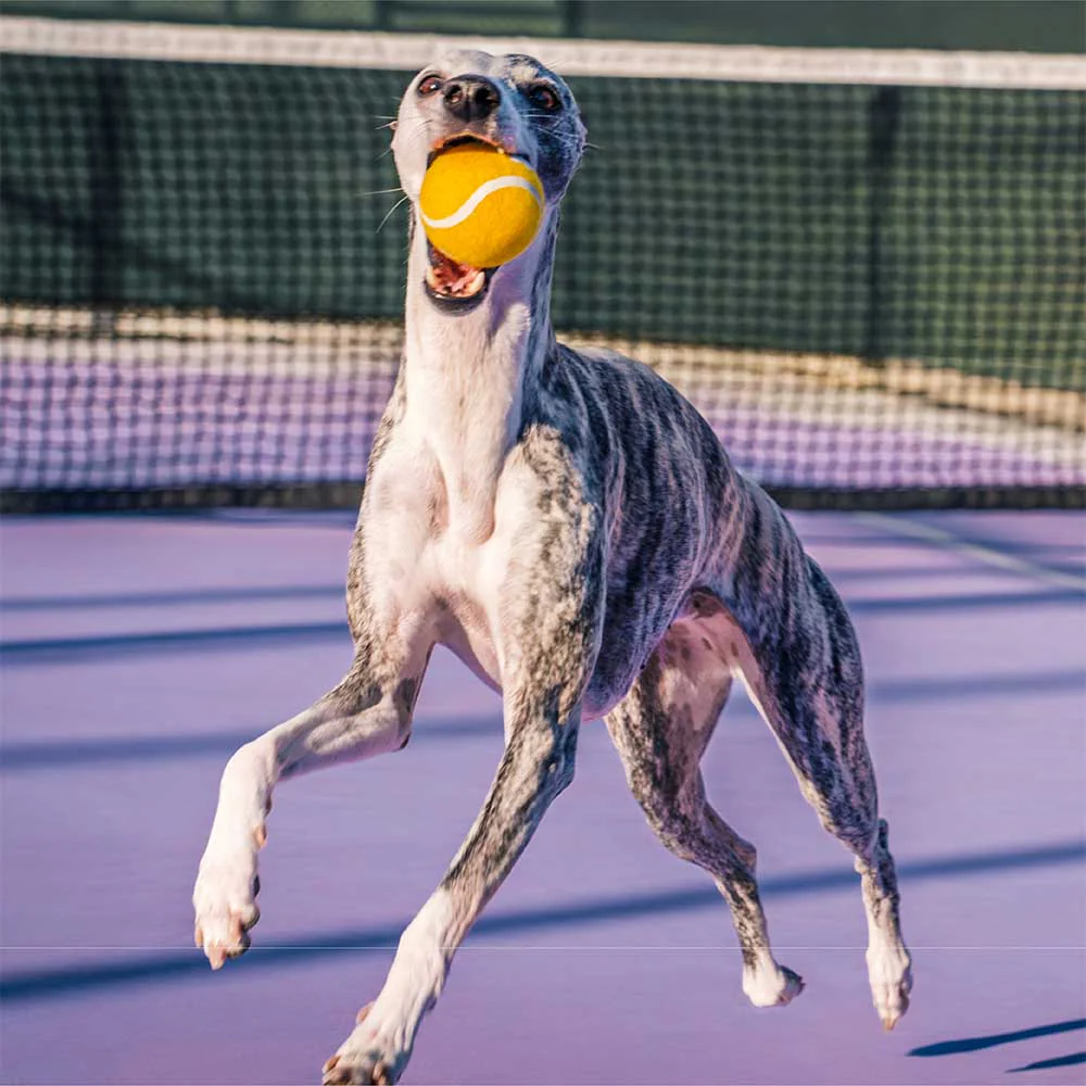 Jouet pour chien balle de tennis FUNNYFUZZY avec couineur et effet rebond - Image 5
