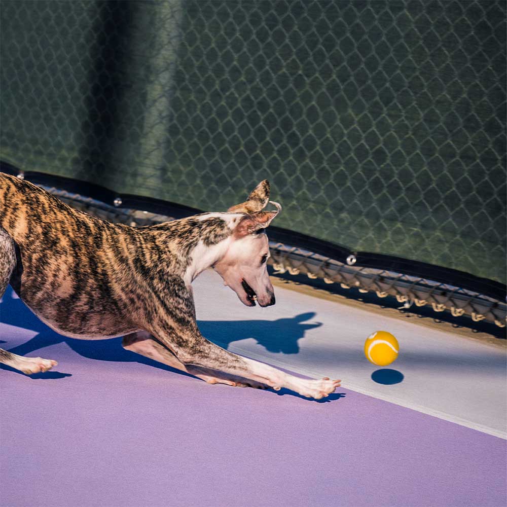 Jouet pour chien balle de tennis FUNNYFUZZY avec couineur et effet rebond - Image 7