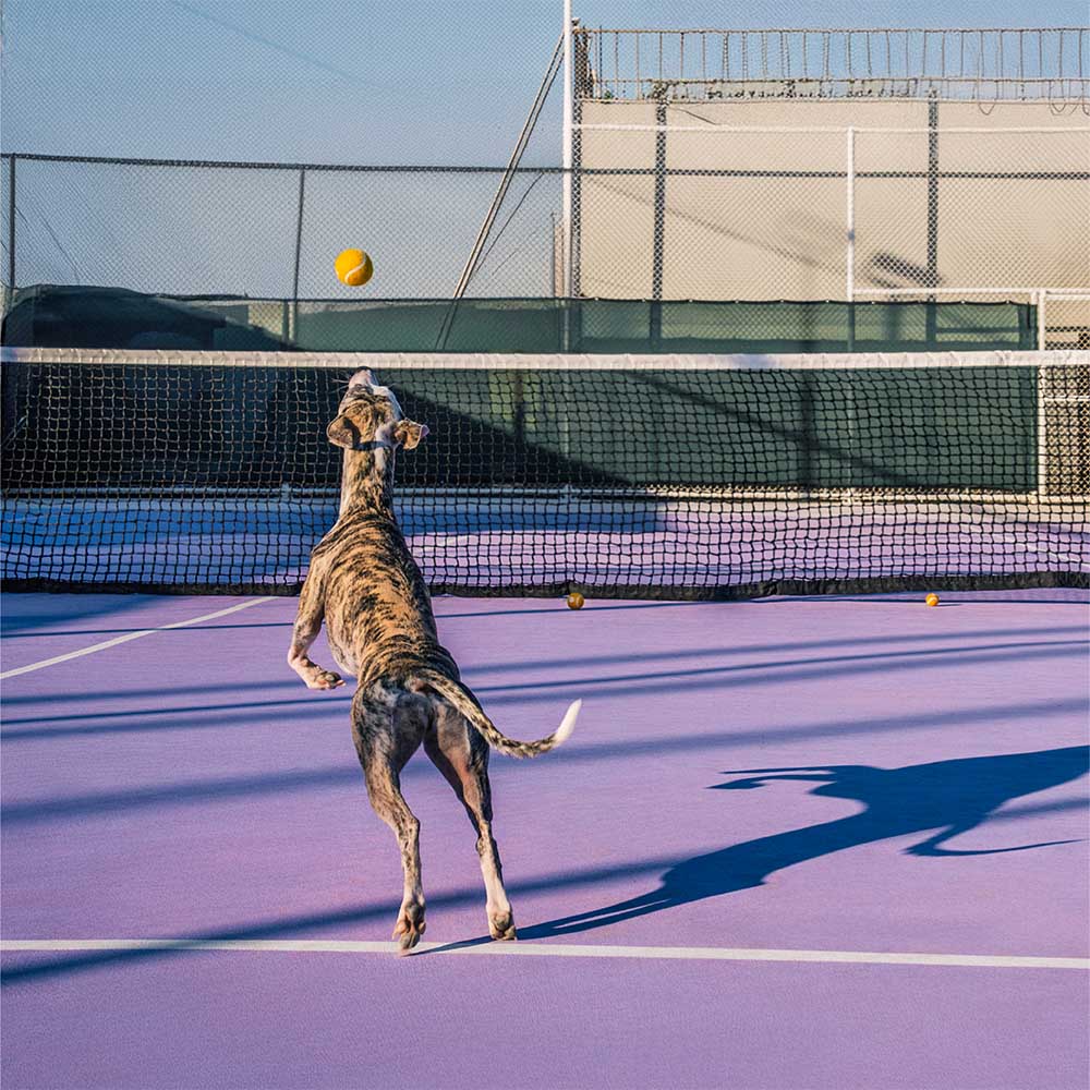Jouet pour chien balle de tennis FUNNYFUZZY avec couineur et effet rebond - Image 8