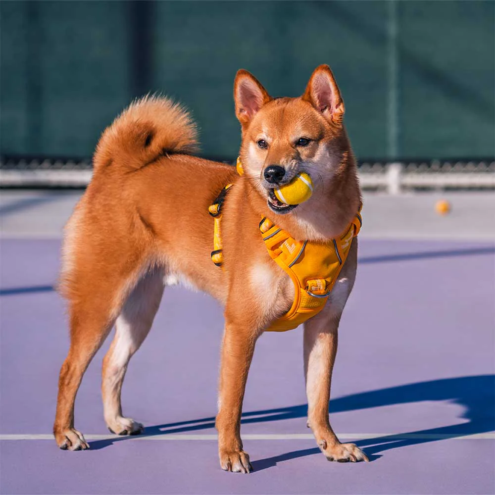 Jouet pour chien balle de tennis FUNNYFUZZY avec couineur et effet rebond - Image 9