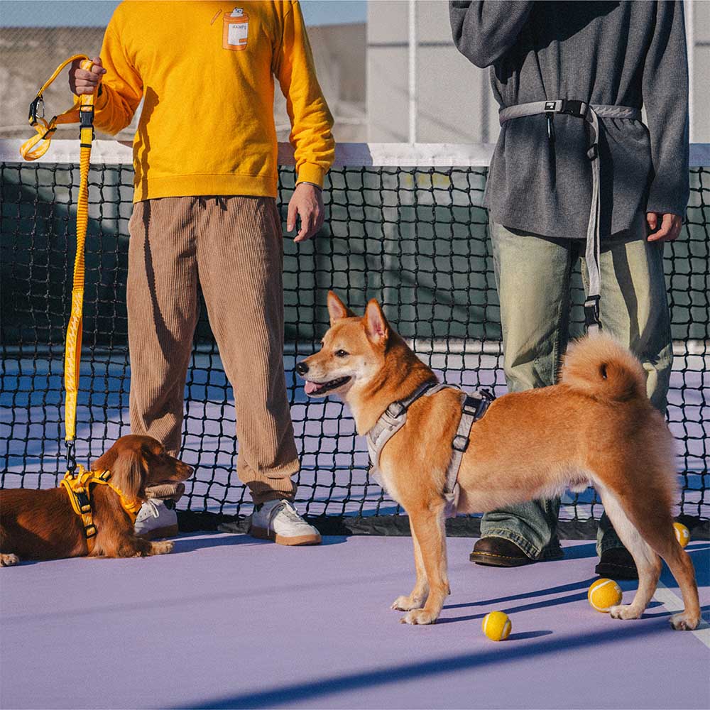 Laisse pour chien grande taille nylon réfléchissante réglable polyvalente avec poignée souple - Flexi Walker - Image 11