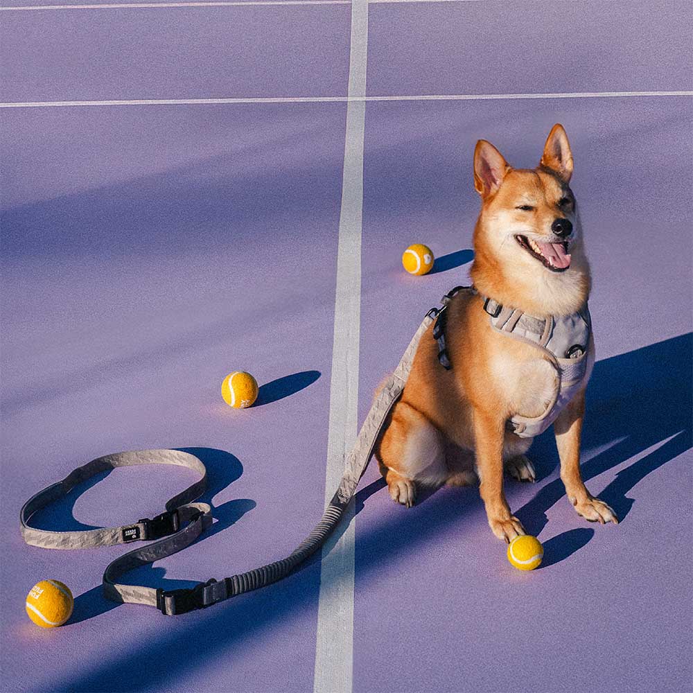 Laisse pour chien grande taille nylon réfléchissante réglable polyvalente avec poignée souple - Flexi Walker - Image 12