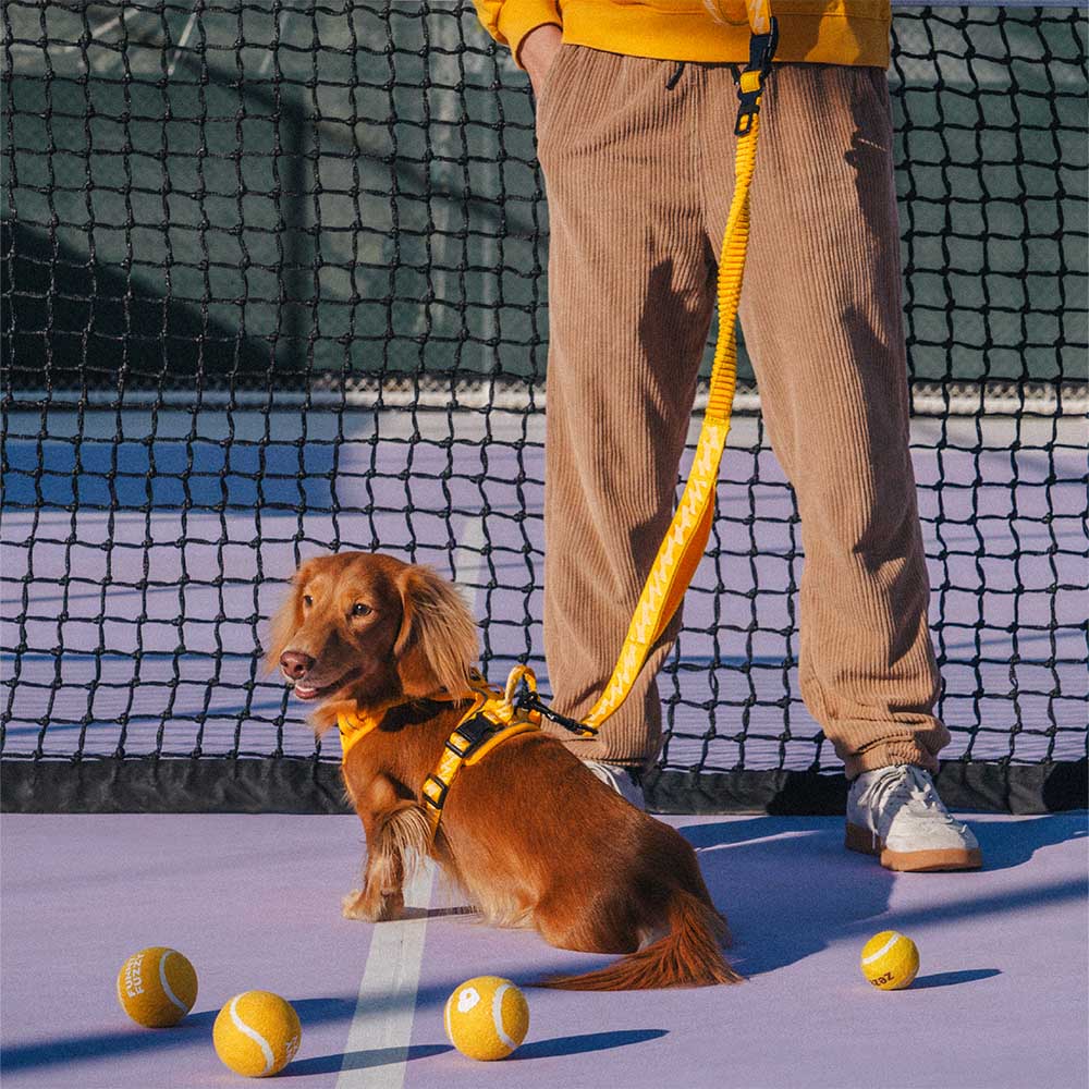 Laisse pour chien grande taille nylon réfléchissante réglable polyvalente avec poignée souple - Flexi Walker - Image 13