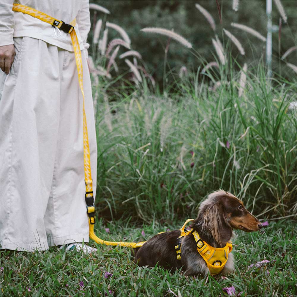 Laisse pour chien grande taille nylon réfléchissante réglable polyvalente avec poignée souple - Flexi Walker - Image 3