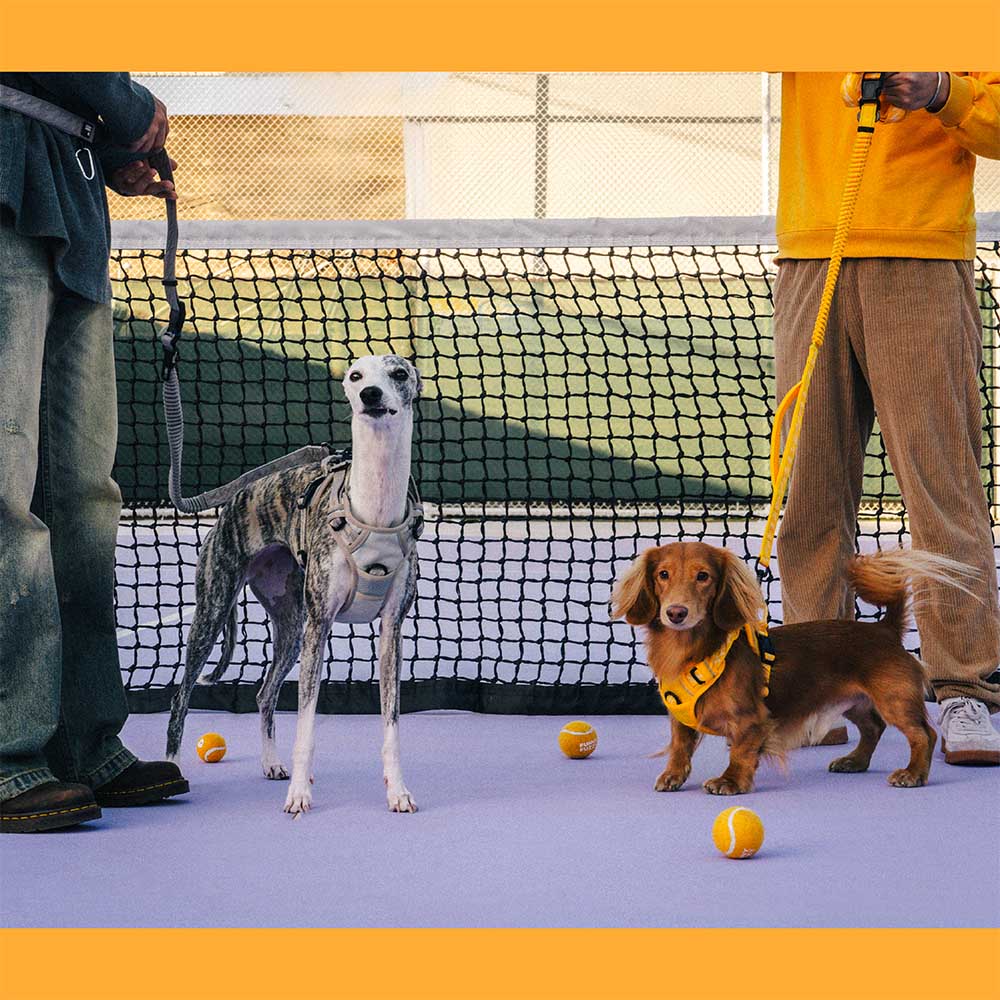 Laisse pour chien grande taille nylon réfléchissante réglable polyvalente avec poignée souple - Flexi Walker - Image 5