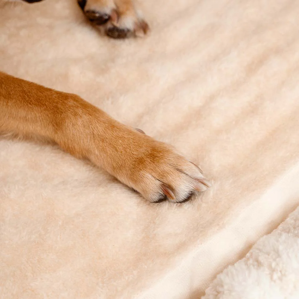 Lit orthopédique pour chien confortable - Stripe Trendy Maison - Image 15