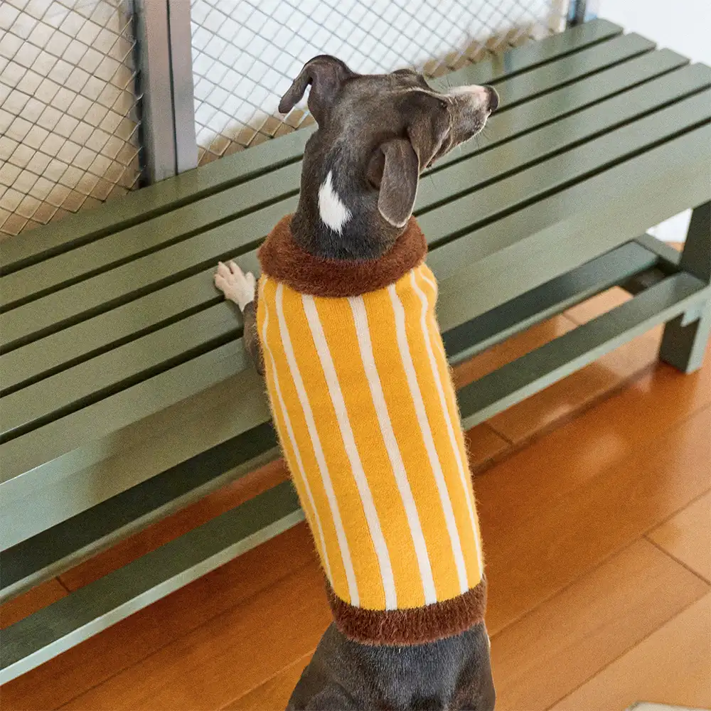 Pull pour chien en polyester à col polo rayé avec blocs de couleur de teckel. - Image 11