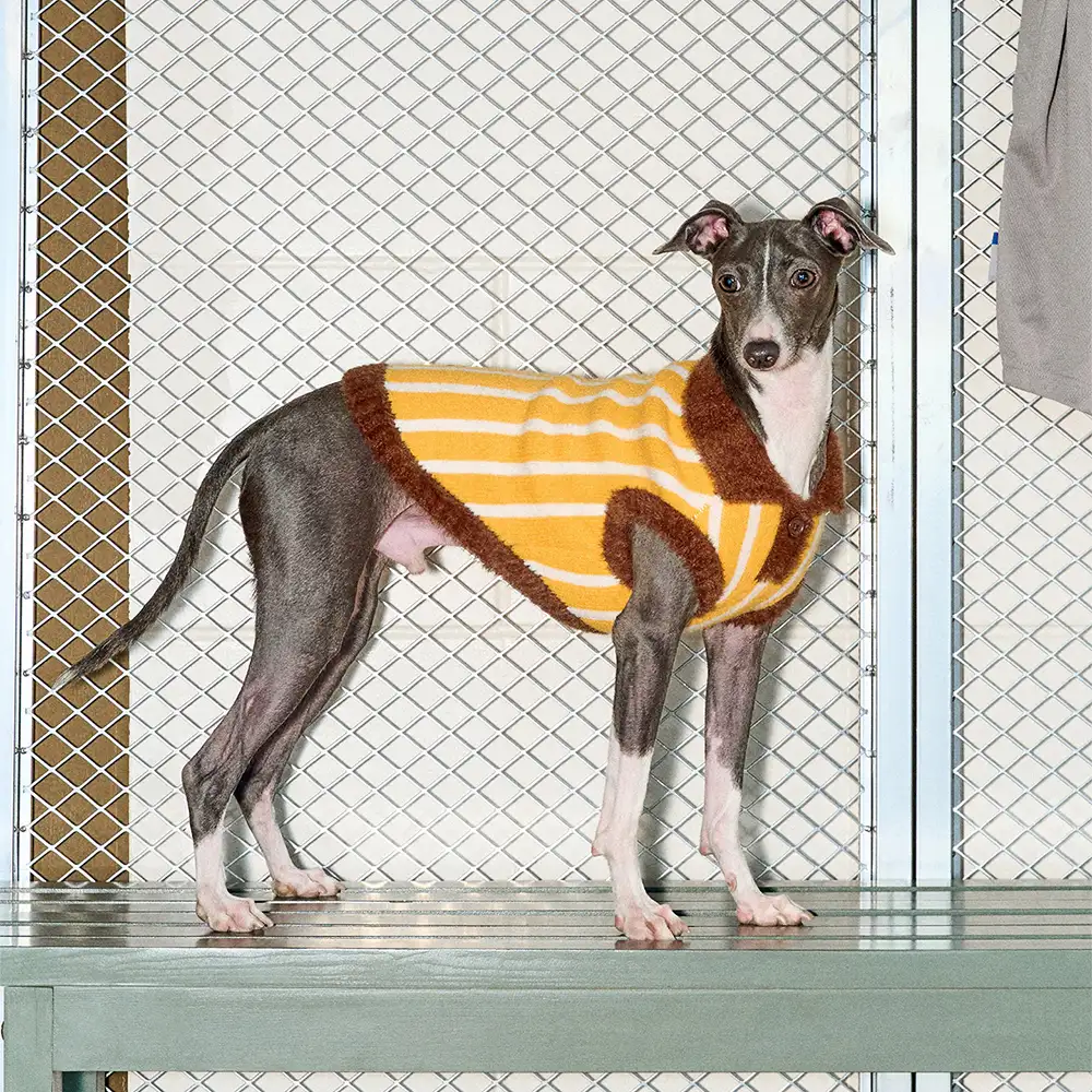 Pull pour chien en polyester à col polo rayé avec blocs de couleur de teckel. - Image 8