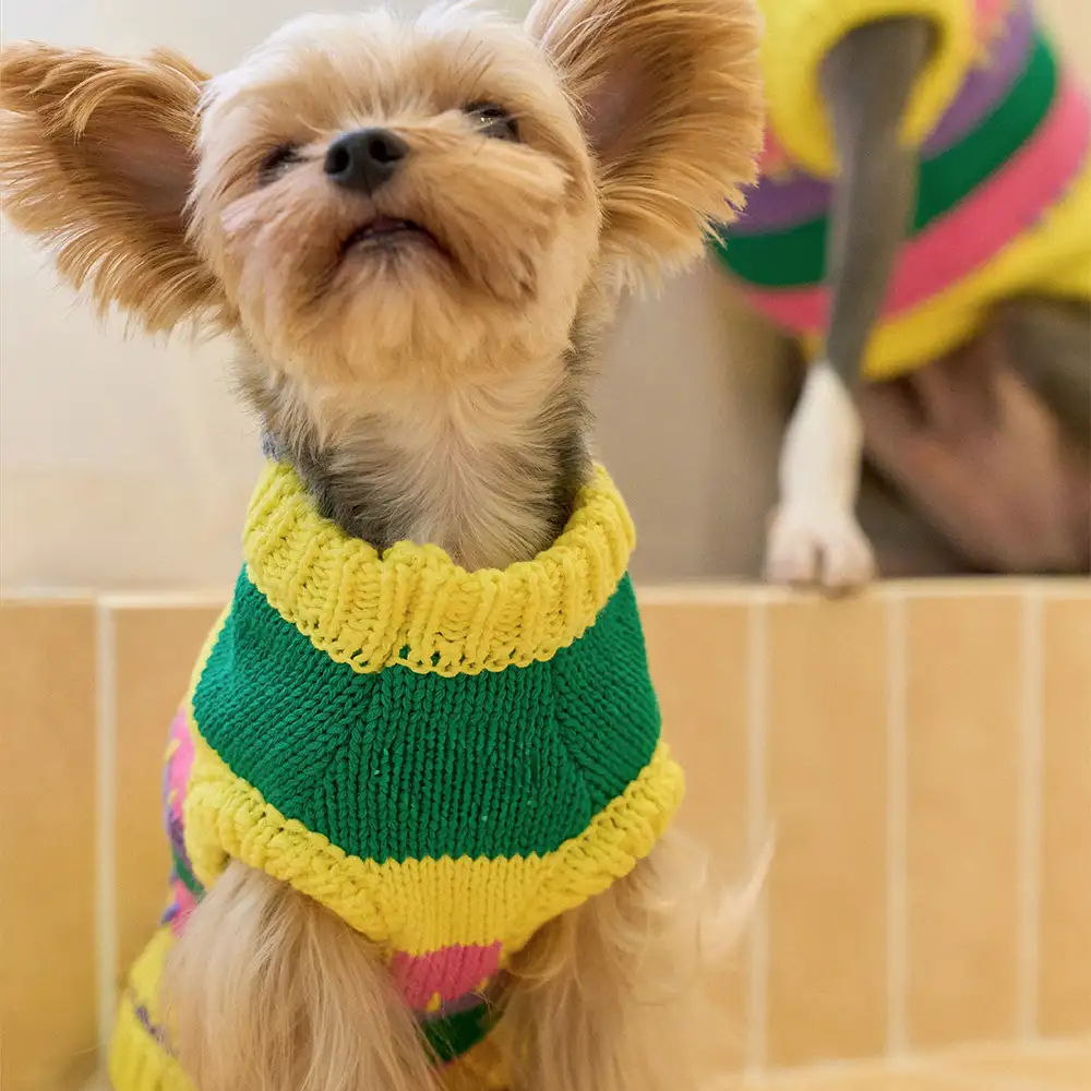 Pull sans manches pour chien en dachshund à rayures avec blocs de couleur - Image 9