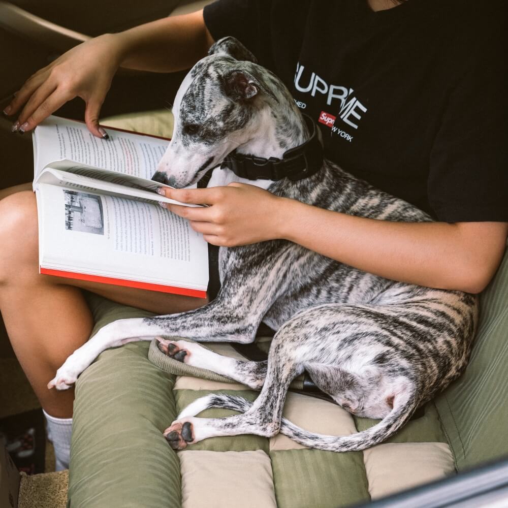 Siège Auto Sécurisé pour Chien Grande Taille avec Repose-Tête - Style Échiquier - Image 16